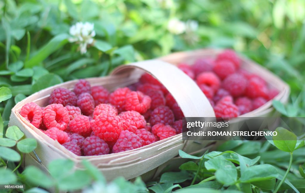 Always Fresh Raspberries Berry Fresh Raspberries High-Res Stock Photo - Getty Images
