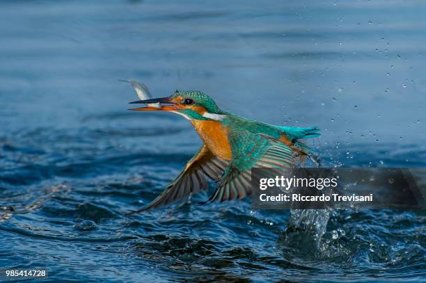 a kingfisher with a fish in its beak. - carrying in mouth stock pictures, royalty-free photos & images
