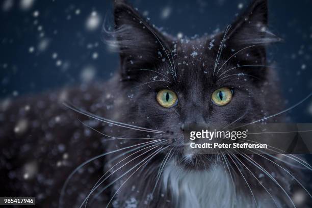 snow tiger - peter snow stock pictures, royalty-free photos & images