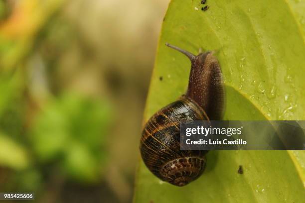 caracol en hoja 2 - hoja ストックフォトと画像