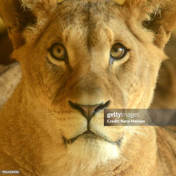 potrait of a lion - mensen stock pictures, royalty-free photos & images