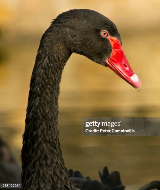 eternel beauty - black swans stock pictures, royalty-free photos & images