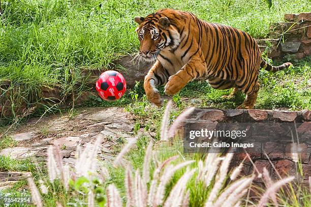 Lolo the tiger plays with a football in the South African National zoo on April 18, 2010 in Pretoria, South Africa. The zoo held a soccer fever day...