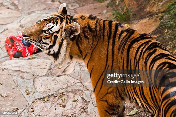 Lolo the tiger plays with a football in the South African National zoo on April 18, 2010 in Pretoria, South Africa. The zoo held a soccer fever day...