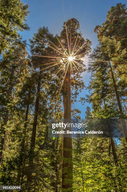 sequoia tree - sequoia stock pictures, royalty-free photos & images