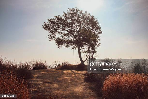 tree with swing - griffith park stock pictures, royalty-free photos & images