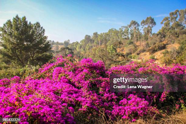 mountain rhododendron scene - erika wagner stock-fotos und bilder