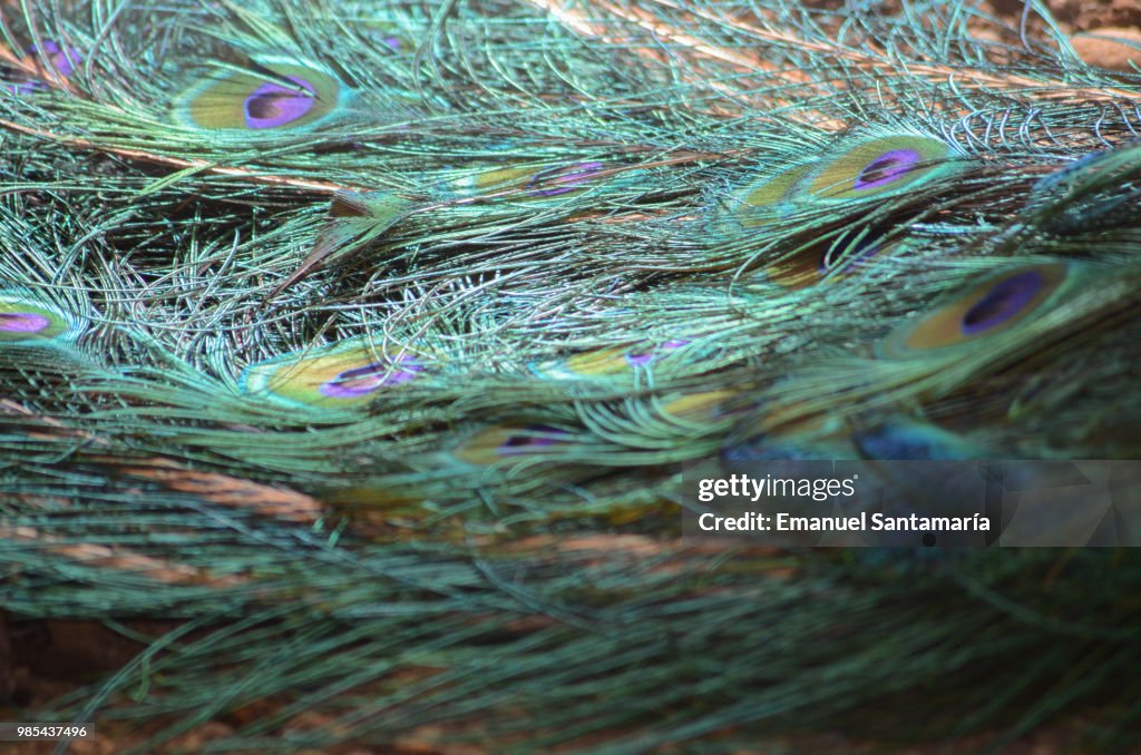 Peacock tail