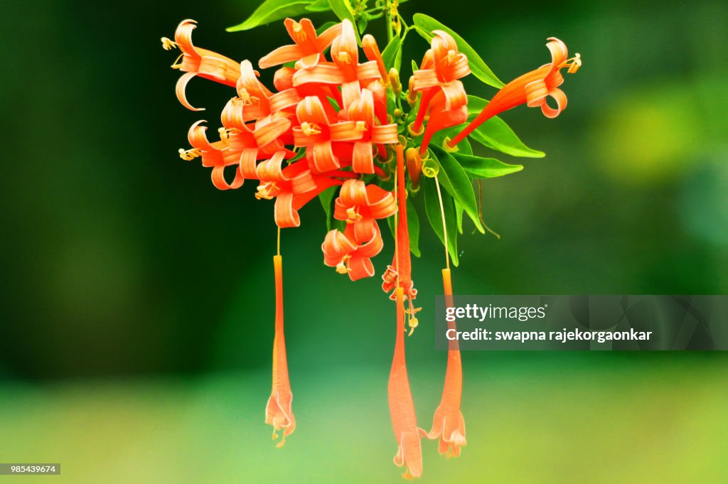 Photo by: swapna rajekorgaonkar