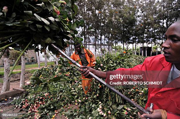 Farm workers use pitch forks to load a truck with discarded fresh roses at a flower exporter's farm in Naivasha, Kenya on April 19, 2010. The flowers...