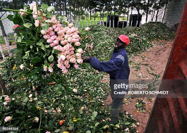 Farm workers uses a pitch fork to load a truck with discarded fresh roses at a flower exporter's farm in Naivasha, Kenya on April 19, 2010. The...