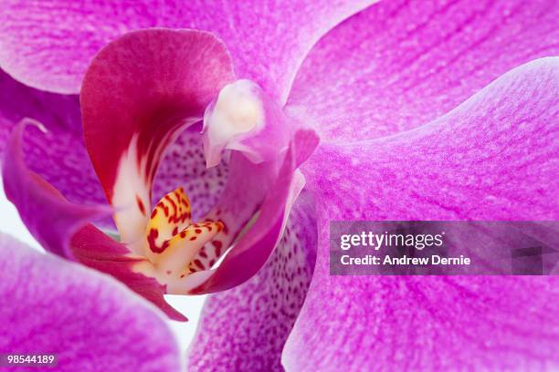 lilac orchid - andrew dernie foto e immagini stock