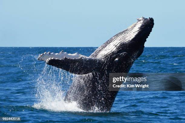 breaching whale - whale jumping stock pictures, royalty-free photos & images