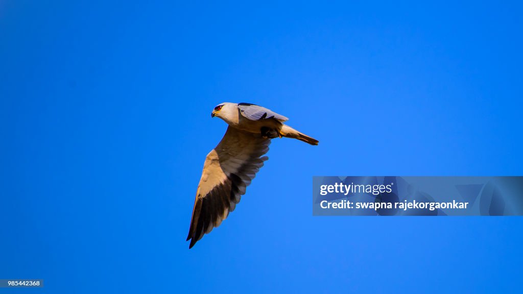 Black Wing Kite
