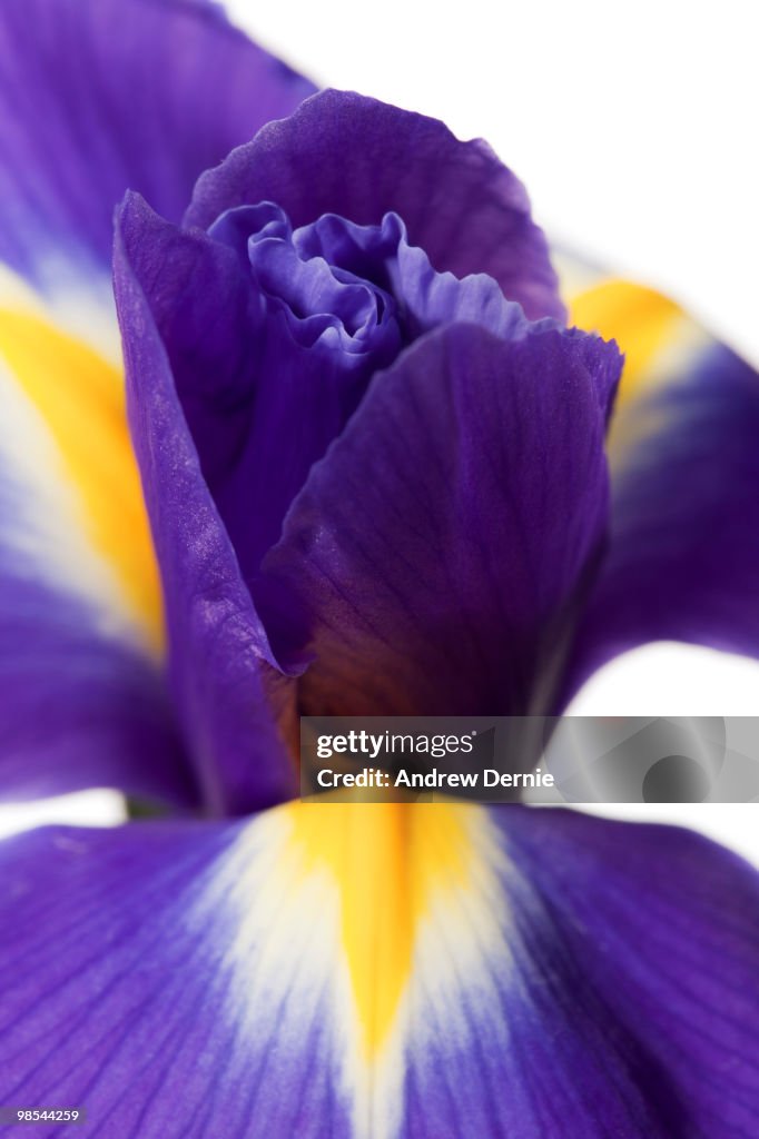 Iris