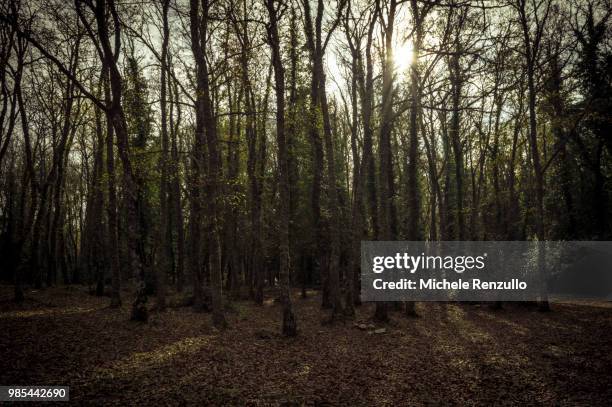 penombra nel bosco - bosco stock-fotos und bilder