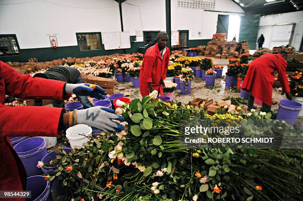 Flower farm workers discard fresh roses that were taken from a cold storage room at a flower exporter's farm in Naivasha, Kenya on April 19, 2010....