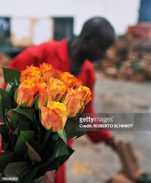 Flower farm worker removes the carton used to keep a bunch of fresh flowers together in packing before the roses were discarded at a flower...