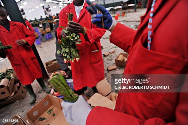 Flower farm workers remove the carton and rubber bands used to keep a bunch of fresh flowers together in packing before the roses were discarded at a...