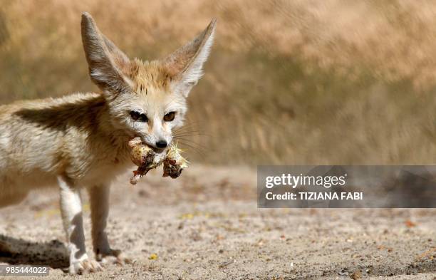 Picture taken on June 27, 2018 shows a fennec at the Rome's biopark.