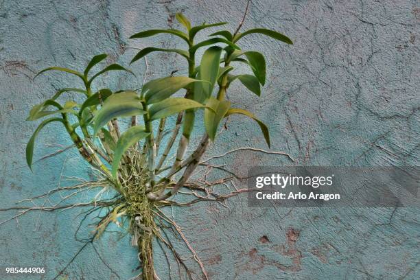 orchid - bromeliaceae stockfoto's en -beelden