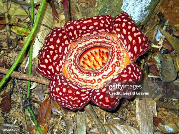 rafflesia arnoldii - rafflesia arnoldii stock pictures, royalty-free photos & images