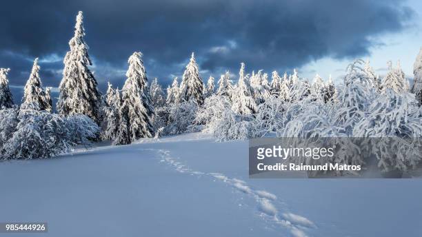 footprints leading to a snow covered spruce forest. - matroos stock-fotos und bilder