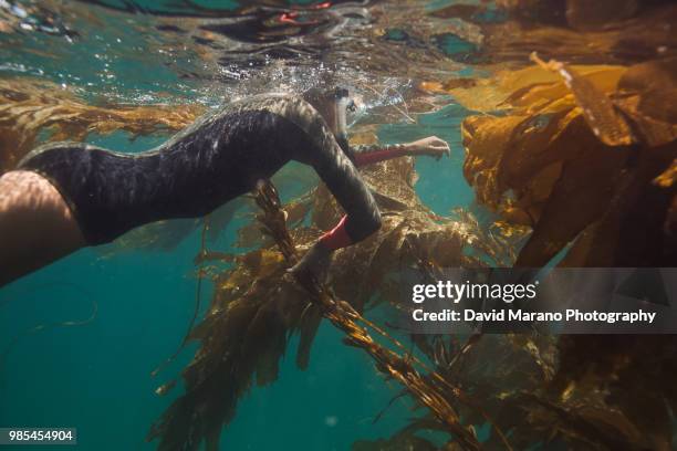 girl underwater - laguna beach californië stockfoto's en -beelden