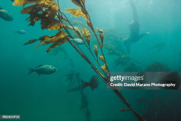 girl underwater - kelp stock pictures, royalty-free photos & images