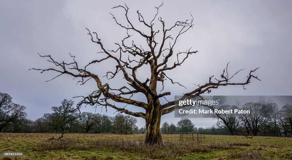 Old tree
