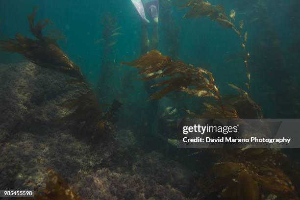 girl underwater - 2017 usa diving summer stock pictures, royalty-free photos & images