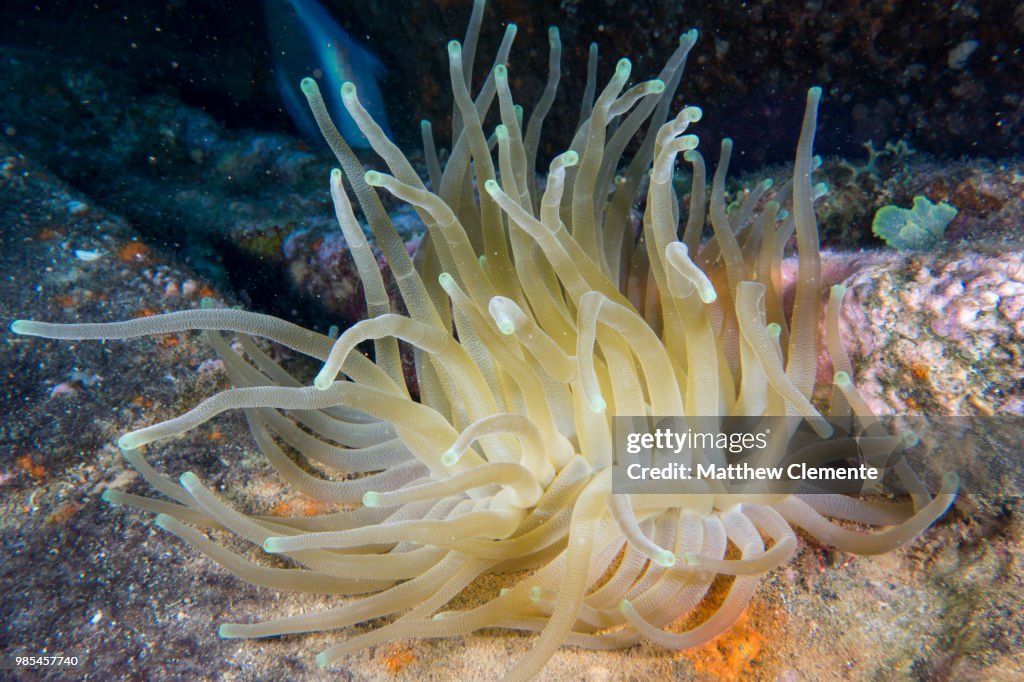 Giant Caribbean Sea Anemone