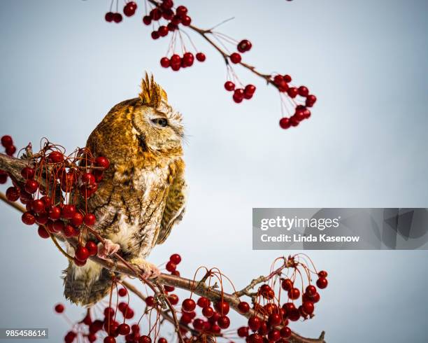 a red screech in a tree. - アメリカオオコノハズク ストックフォトと画像