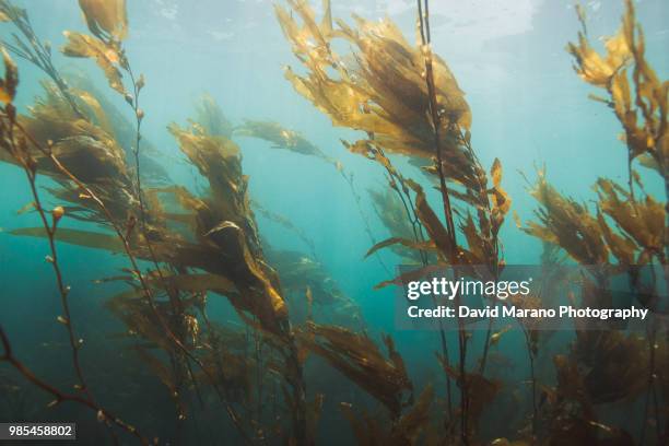undersea life - meeresalge stock-fotos und bilder