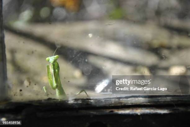 mantis al otro lado de la cocina - cocina stock pictures, royalty-free photos & images