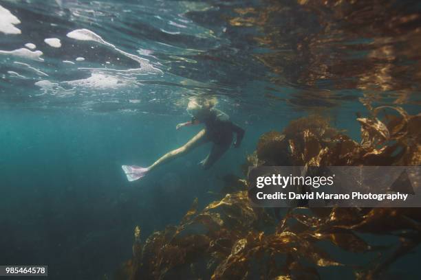 girl underwater - 2017 usa diving summer stock pictures, royalty-free photos & images