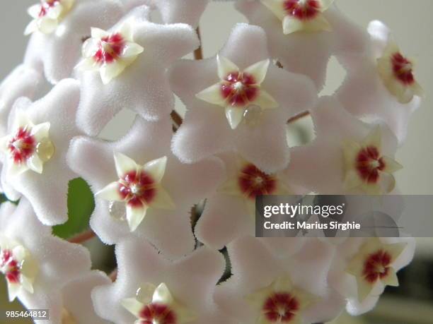 hoya flower - hoya stock pictures, royalty-free photos & images