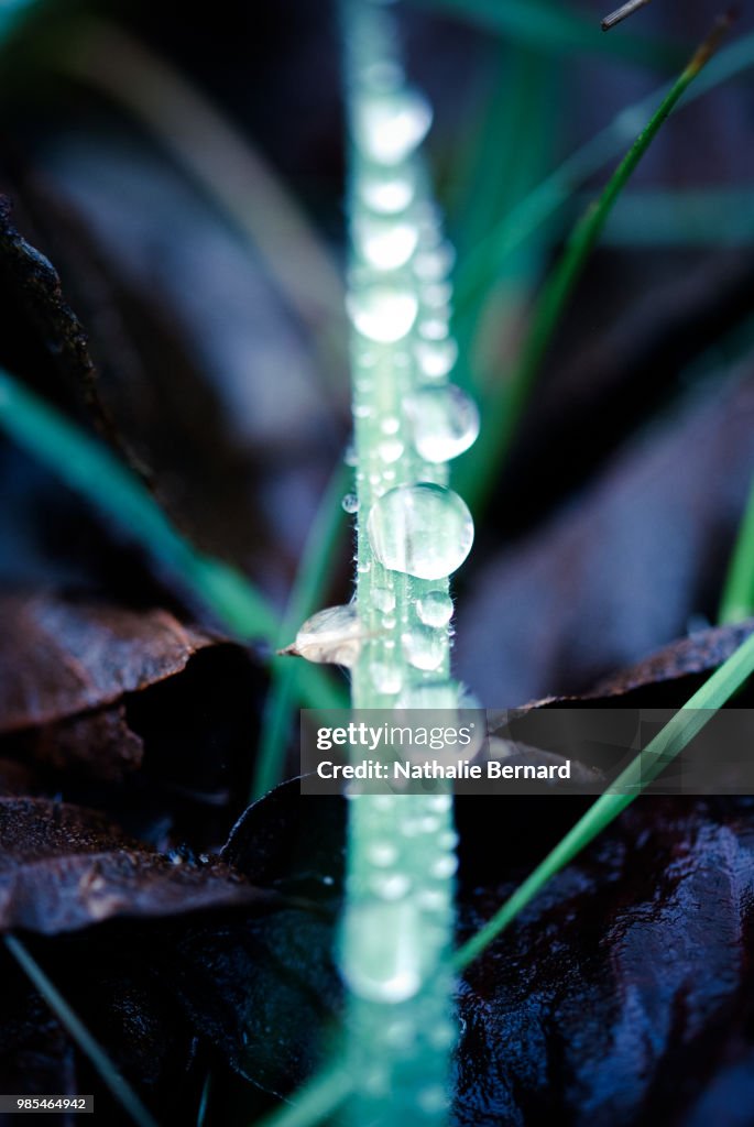 Perles de pluie