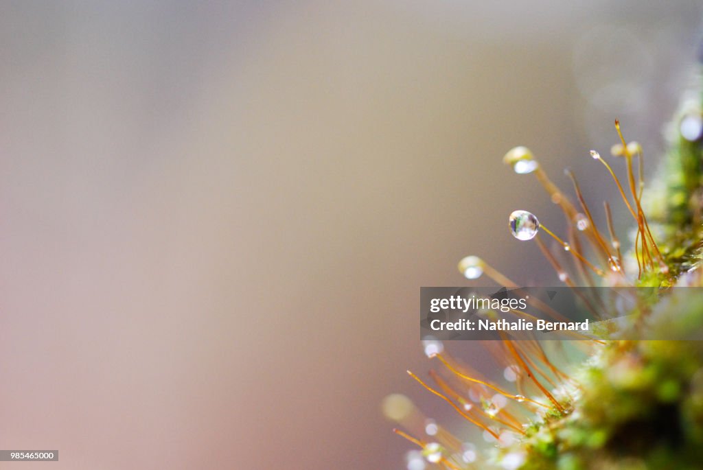 Mousse macro