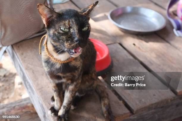 grumpy cat - grumpy kitten stock pictures, royalty-free photos & images