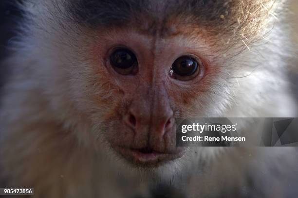 curious capuchin monkey - mensen fotografías e imágenes de stock