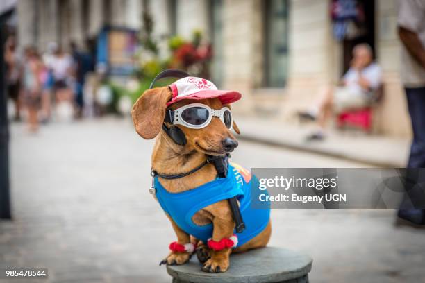 funny dog - dog parade stock pictures, royalty-free photos & images