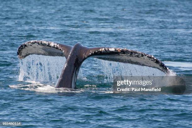 humpback whale - paul mansfield photography stock-fotos und bilder