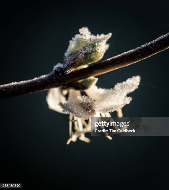 Green Snow Insects 1,656 Insect On Snow Stock Photos, High-Res Pictures, and Images ...