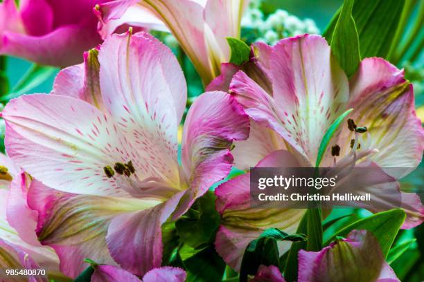 alstroemeria - alstroemeria stock pictures, royalty-free photos & images