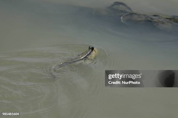 The Mudskipper fish are seen in mangrove area at Pantai Mekar village, northern coast of West Java, Bekasi Regency, West Java, June 27, 2018. The...