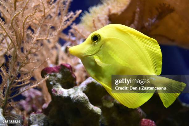 yellow tang - doktorfisch stock-fotos und bilder