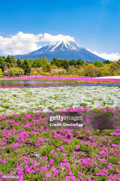 mt.fuji and shibazakura garden near motosu lake, fujinomiya, shizuoka, japan - doctoregg stock pictures, royalty-free photos & images