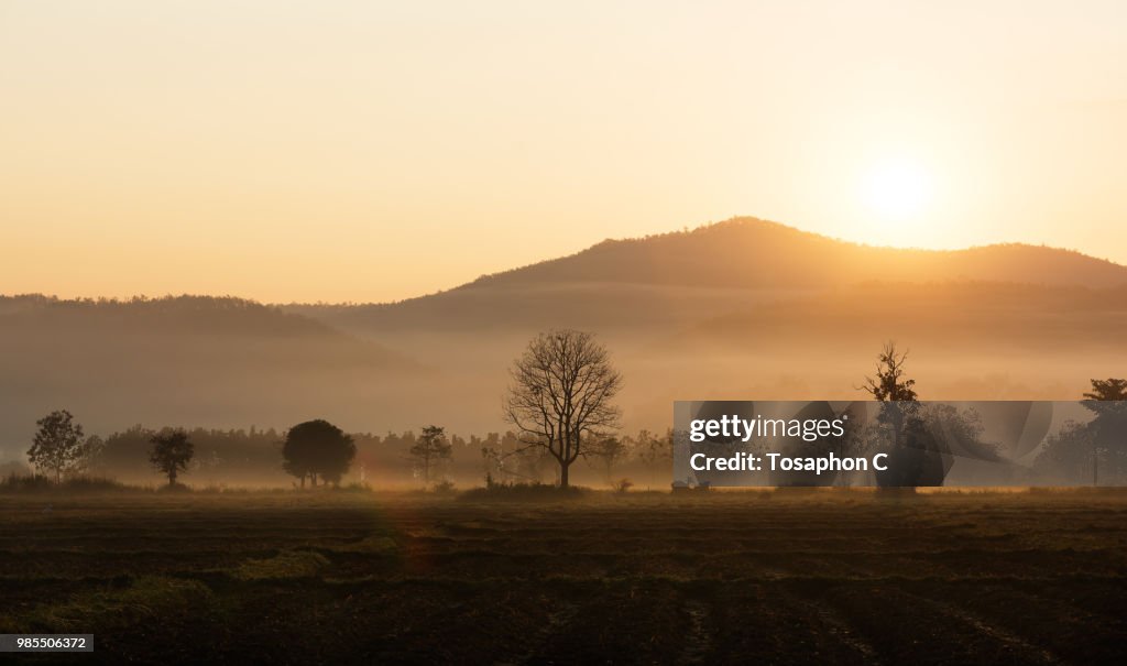 Morning Sun
