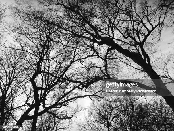 grave trees - kemberly richardson fotografías e imágenes de stock